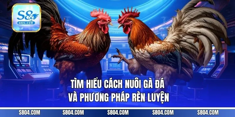 Tìm hiểu cách nuôi gà đá và phương pháp rèn luyện